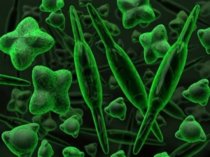 Microalgae